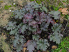 urawka Heuchera 'Angelica'